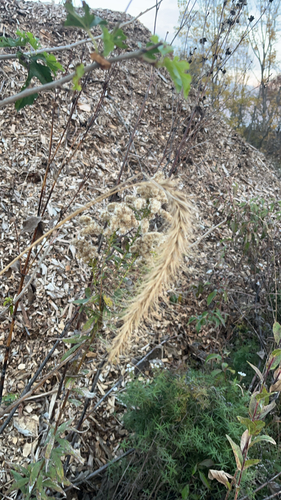 Elymus canadensis observed 2026-10-26