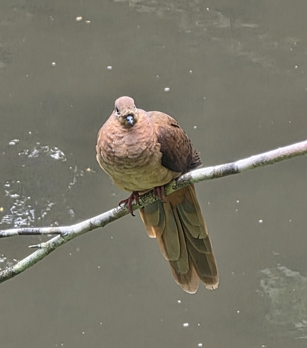 Phasianella observed 2026-10-27