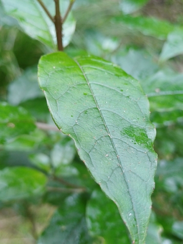 Fuchsia excorticata observed 2026-10-27