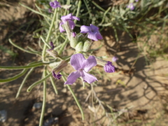 Matthiola sinuata