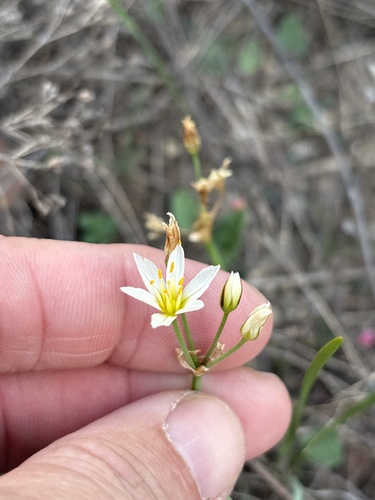 Nothoscordum bivalve, 2026-10-26