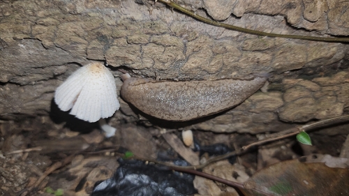 Philomycus observed 2026-10-26