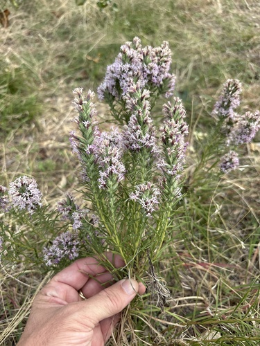 Liatris punctata observed 2026-10-26