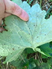 Phytomyza tiarellae