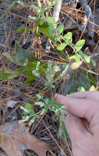 Sericocarpus tortifolius observed 2026-10-26