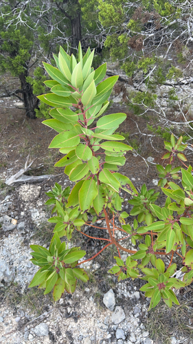 Arbutus xalapensis observed 2026-10-26