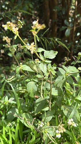 Ageratum conyzoides observed 2026-10-26