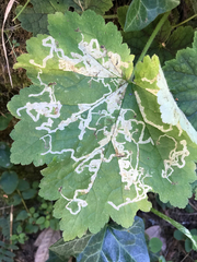 Phytomyza tiarellae