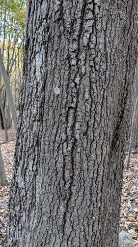 Quercus velutina, 2026-10-26