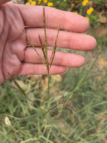 Digitaria observed 2026-10-26
