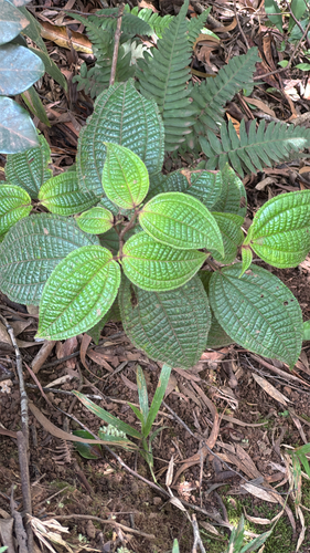 Miconia crenata observed 2026-10-26