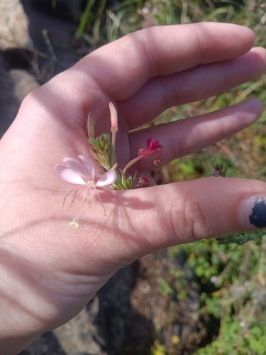Oenothera filiformis, 2026-10-26