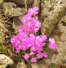 Primula pedemontana