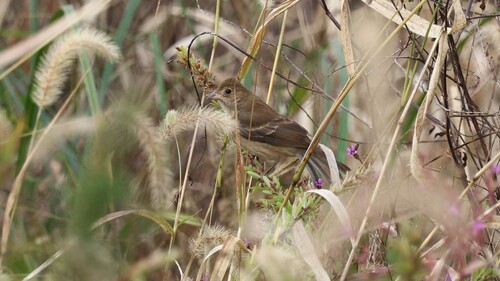 Passerina cyanea observed 2026-10-26