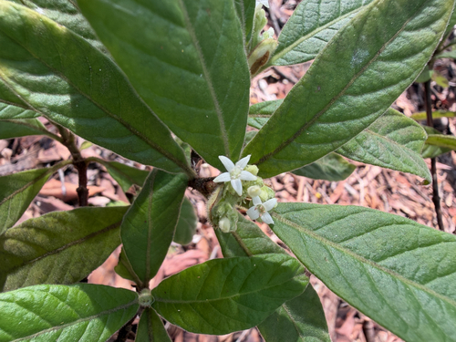 Psychotria observed 2026-10-27