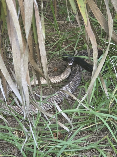 Masticophis flagellum observed 2026-10-26