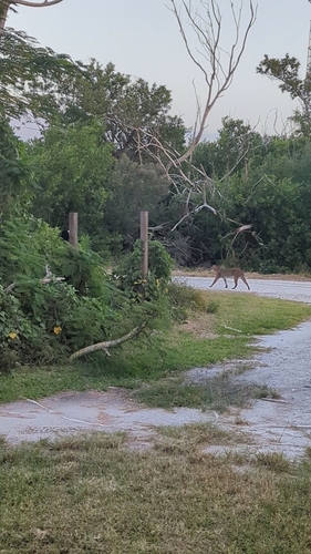 Lynx rufus, 2026-10-26