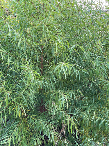 Salix nigra, 2026-10-26