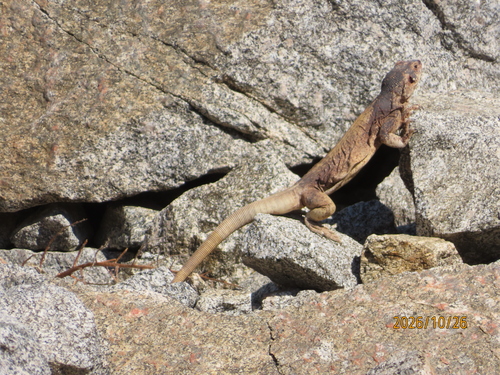 Sauromalus observed 2026-10-26