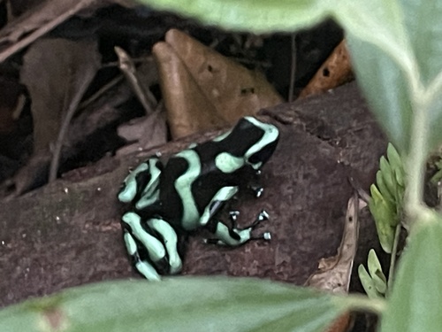 Dendrobates auratus observed 2026-10-26