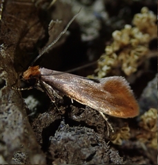 Tinea semifulvella