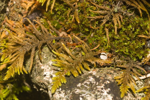 Abietinella abietina observed 2026-10-25