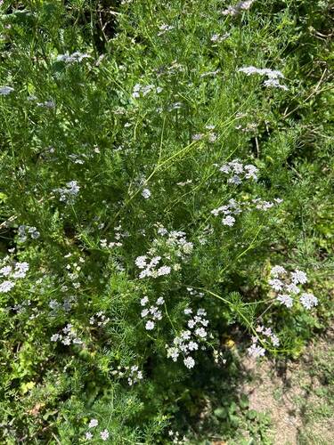 Coriandrum sativum observed 2026-10-16