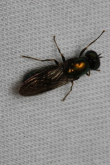Chloromyia