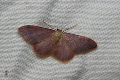 Idaea ostrinaria