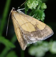 Evergestis limbata