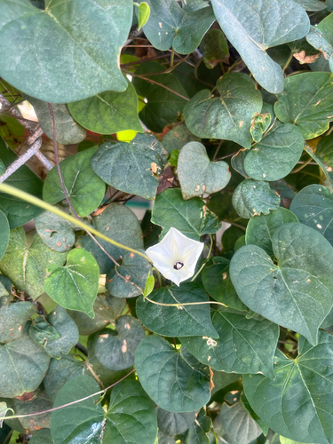 Ipomoea obscura observed 2026-10-26