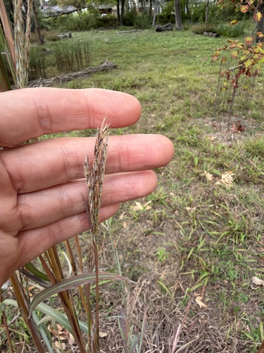 Andropogon gerardi observed 2026-10-26