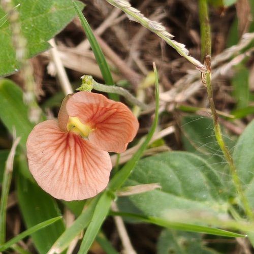 Heterophyllus, 2026-10-26