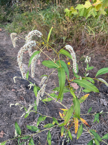 Xanthophyllum observed 2026-10-26