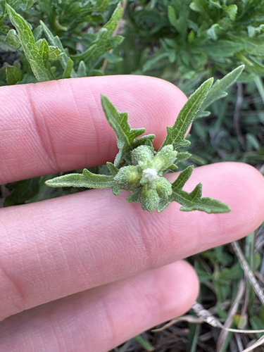 Ambrosia psilostachya observed 2026-10-26