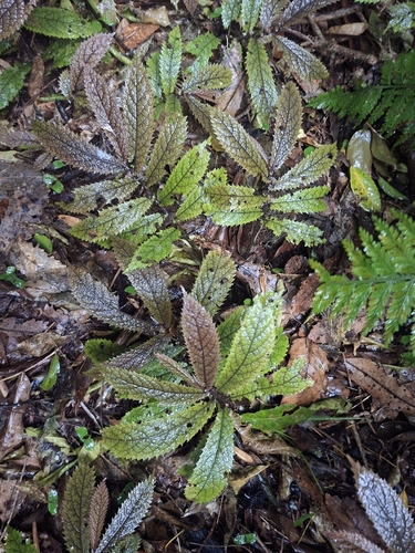 Elatostema observed 2026-10-27