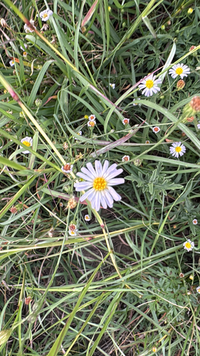 Symphyotrichum subulatum observed 2026-10-26