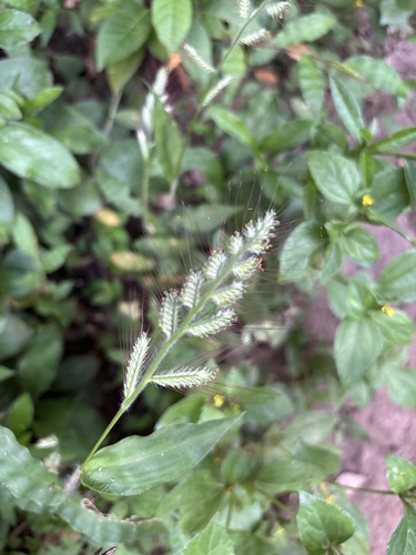 Oplismenus undulatifolius observed 2026-10-26