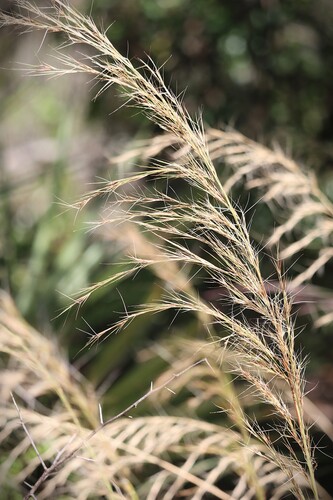 Aristida observed 2026-10-25