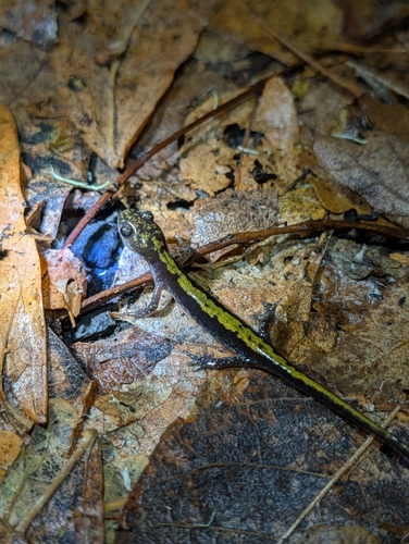 Ambystoma macrodactylum, 2026-10-25