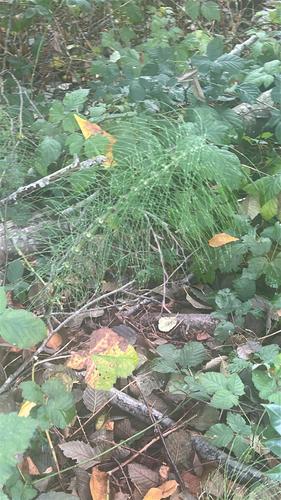 Equisetum telmateia observed 2026-10-26