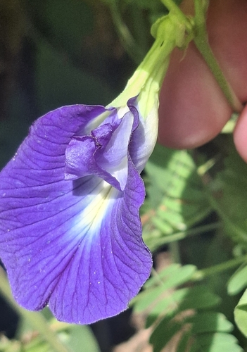 Clitoria ternatea observed 2026-10-26