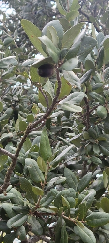 Quercus virginiana, 2026-10-26
