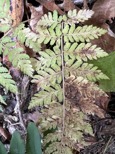 Dryopteris carthusiana observed 2026-10-26