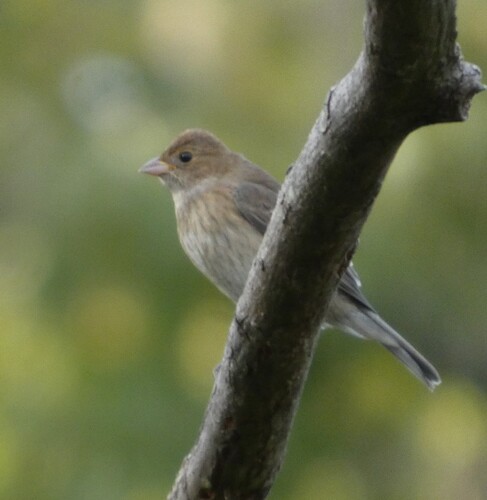Passerina cyanea observed 2026-10-26
