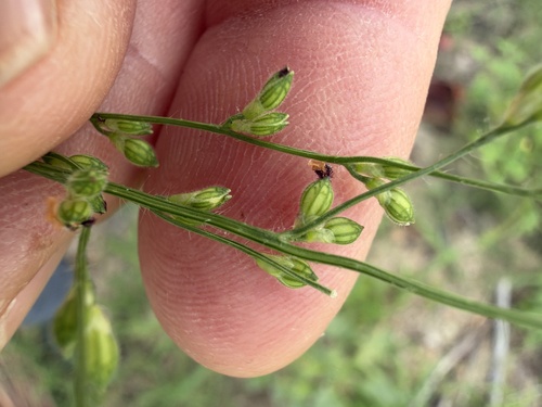 Urochloa observed 2026-10-26