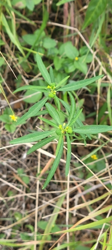 Euphorbia heterophylla observed 2026-10-26
