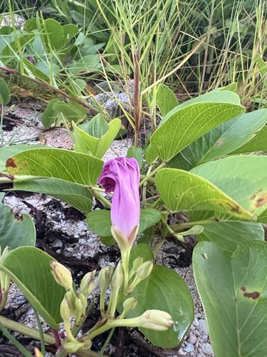 Ipomoea pes-caprae observed 2026-10-26