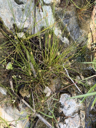 Eleocharis geniculata observed 2026-10-26