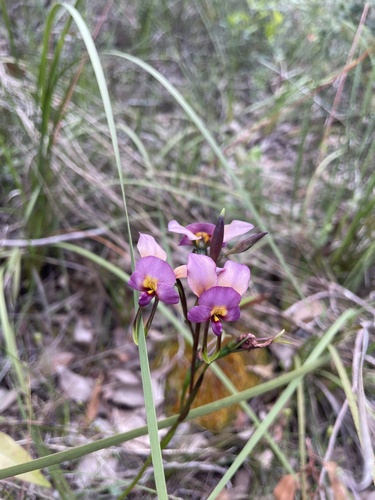 Diuris longifolia, 2026-10-25